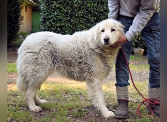 Gorivah - Das Leben ist zu kurz...