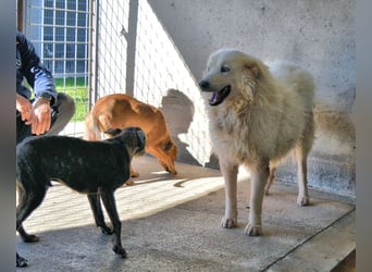 Albertone - Alles, alles Gute!!!