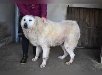 Daigle - "Tauschen Sie den Rest Ihres Zögerns gegen den Rest meines Lebens!"