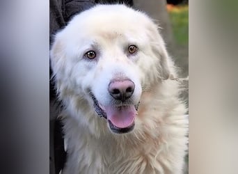 Balvin - kleiner Großer