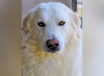 Folquet - Im falschen Leben