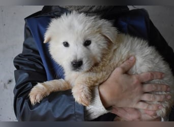 Clyro - Weiß jemand, was aufpassen eigentlich heißt ?