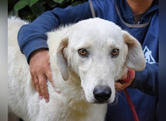 Damarius - niemals ist eine schrecklich lange Zeit