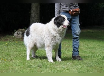 Mathis - mit dem treuen Blick