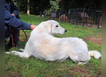 Damarius - niemals ist eine schrecklich lange Zeit