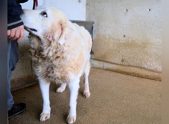 Eskie - aber bitte mit Sahne ins Glück!