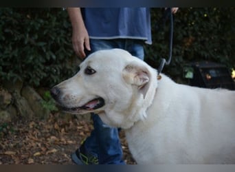 Alisky - XXL Körbchen für sanfte Hundedame gesucht