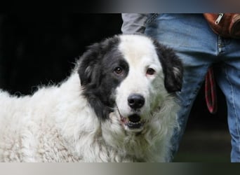 Mathis - mit dem treuen Blick