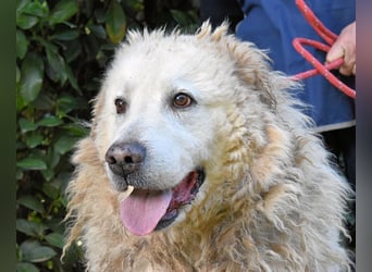 Noak - Alles nur Wunschdenken... ?