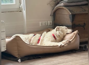 Stardust - Von der Erde zum Mond und zurück....