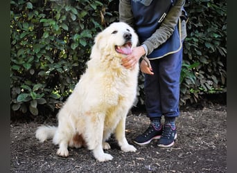 Hadriano - Viel mehr als nur einer unter vielen!