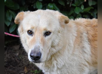 Antiloco - Nur ein Wunsch: endlich nach Hause!