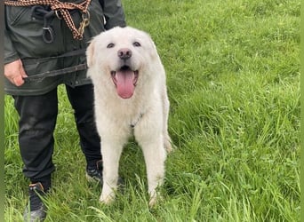 Cornelius - Vom Zurückgelassenen zum Lernwilligen