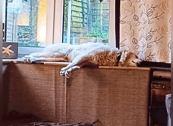 Tonia - eine sanfte Seele mit Flausen im Kopf