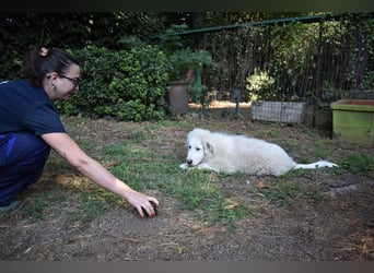 Leofric - Kleiner Löwe hat Großes vor