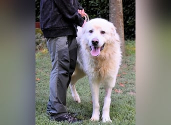 Balvin - kleiner Großer