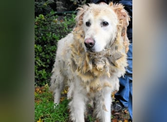 Akamu - Sucht seinen passenden Deckel