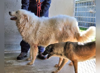 Albertone - Alles, alles Gute!!!