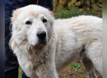 Apolonio - möchte für seine Menschen ein Fels in der Brandung sein