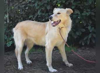 Antiloco - Nur ein Wunsch: endlich nach Hause!