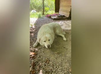 Luke - geboren, um zu schützen...