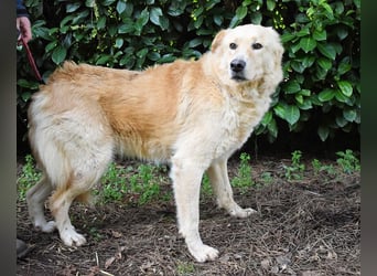 Antiloco - Nur ein Wunsch: endlich nach Hause!