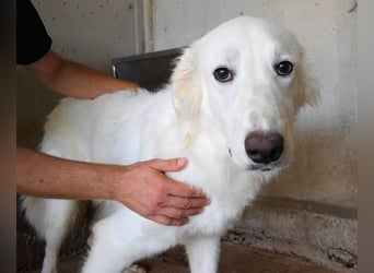 Hadrianus - weiß, es wird einmal ein Wunder gescheh'n