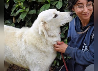 Damarius - niemals ist eine schrecklich lange Zeit