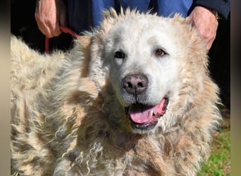 Noak - Alles nur Wunschdenken... ?