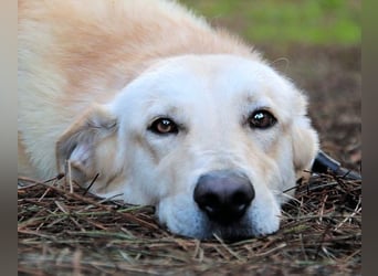 Yannick - SOS- (Dringend Pfflegestelle oder Zuhause gesucht )verloren zwischen Angst und Bindung