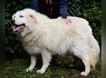 Hadriano - Viel mehr als nur einer unter vielen!