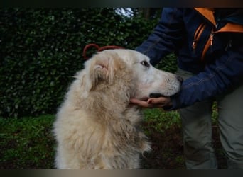 Gherardo - Ein Adler bleibt ein Adler...