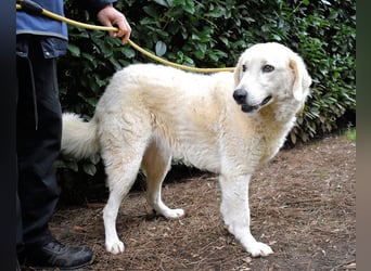 Damarius - niemals ist eine schrecklich lange Zeit