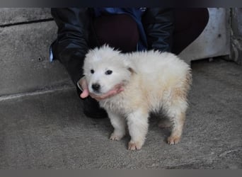 Clyro - Weiß jemand, was aufpassen eigentlich heißt ?