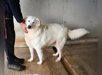 Sallustio - Der Sinn des Lebens