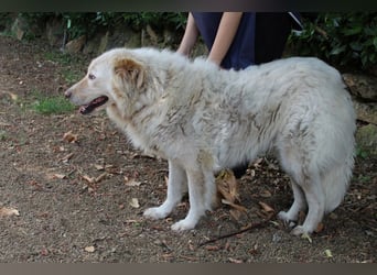 Pinturicchio - Finde den Fehler!