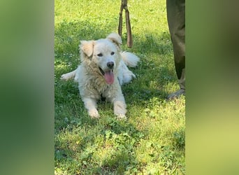 Cornelius - ein junger Rüde mir Herz, Köpfchen und Tatendrang