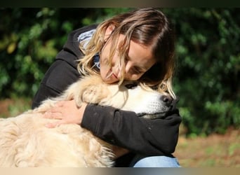 Dominico - Die Stimme des Windes