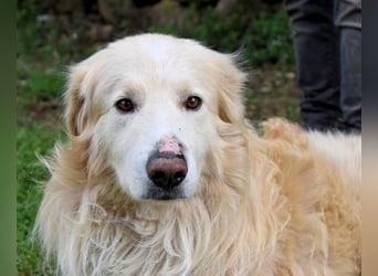 Marble -NOTFALL -  Die Geschichte vom geprügelten Hund