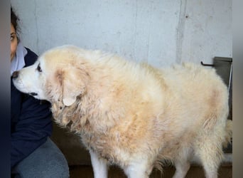 Eskie - aber bitte mit Sahne ins Glück!