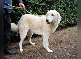 Damarius - niemals ist eine schrecklich lange Zeit