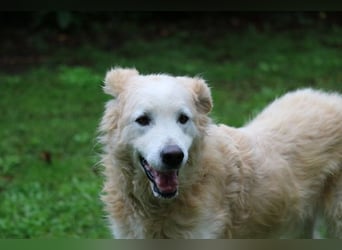 Dominico - Die Stimme des Windes