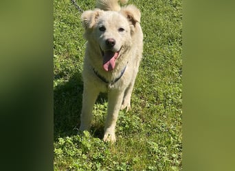 Cornelius - Woher soll er es können?