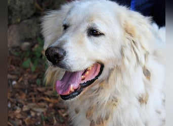 Aristodemo - nicht nur Schall und Rauch