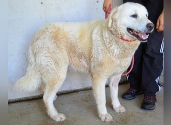 Eskie - aber bitte mit Sahne ins Glück!