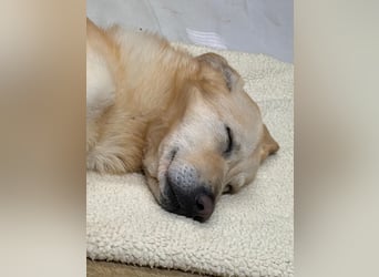 Yannick - SOS- Dringend Pflegestelle oder Zuhause gesucht - verloren zwischen Angst und Bindung