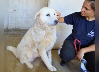Eskie - aber bitte mit Sahne ins Glück!