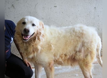 Eskie - aber bitte mit Sahne ins Glück!