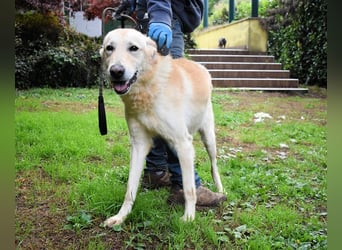 Yannick - SOS- Dringend Pflegestelle oder Zuhause gesucht - verloren zwischen Angst und Bindung