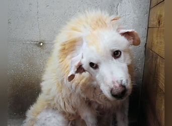 Haigen - SOS - Wenn das Foto zur Anklage wird.